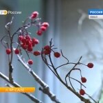 0503-Vesti_rasteniyajpg201503050922090000000503-Vesti_rasteniya