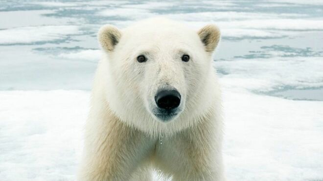 150916103513_bears_polar_bear_624x351_npl_nocredit