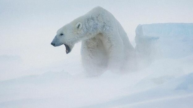 150916103656_bears_polar_bear_624x351_andyrousenpl_nocredit