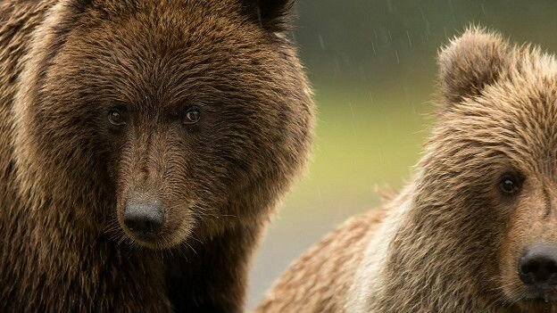 150916103841_bears_brown_bears_ursus_arctos_624x351_dannygreennpl_nocredit
