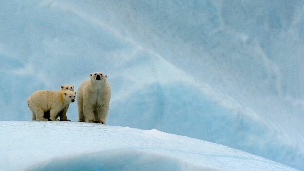 150916104133_bears_polar_bears_arctic_624x351_ericbacceganpl_nocredit