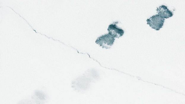 150916104557_bears_polar_bears_smelly_footprints_624x351_olejorgenlioddennpl_nocredit