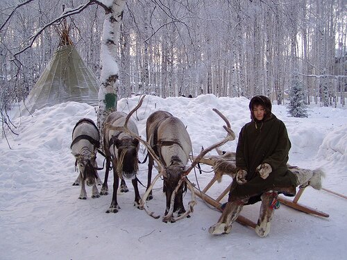 Reindeer-breeders' Day - Nickolya with reindeers