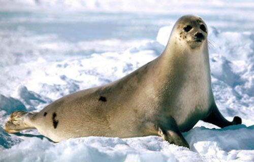 arctic's-animal3