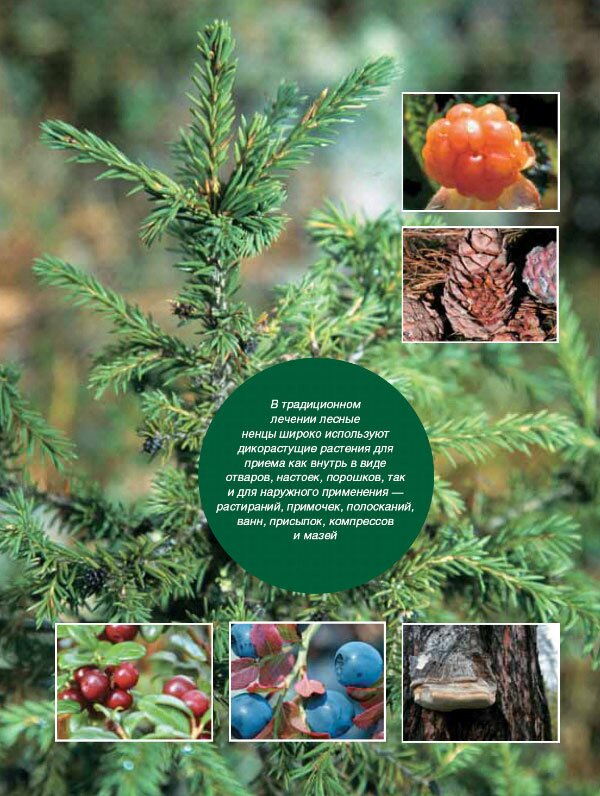 berries_600