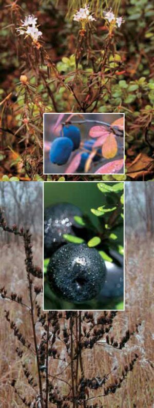 berries_plants_300