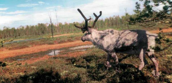 deer_600