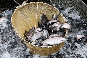 fish-b