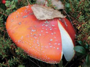 fly_agaric_300